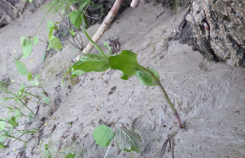 Epipactis bugacensis subsp. bugacensis